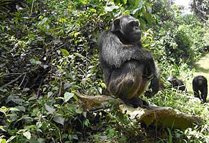 El chimpancé